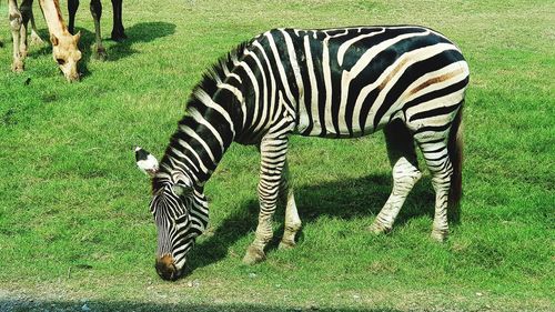 Zebras grazing in a field