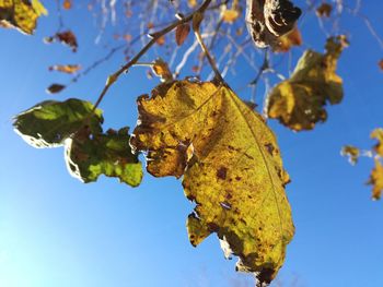 Low angle view of autumn leaves against sky