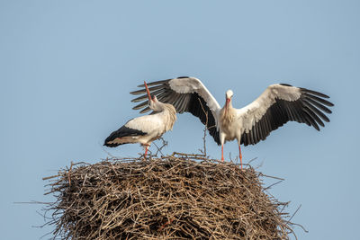 white stork