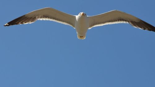Low angle view of seagull flying in sky
