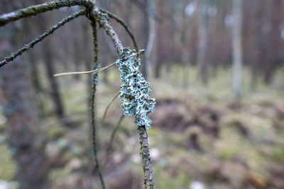 Close-up of snow on tree trunk in field