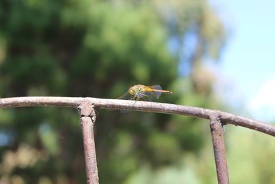 Low angle view of bird perching on branch