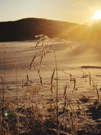 Scenic view of sunset