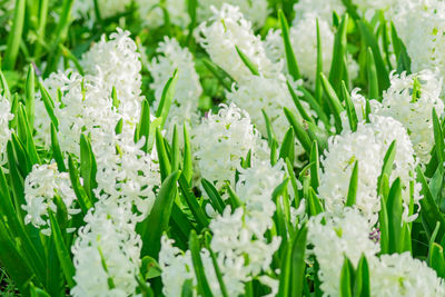 Field of white blooming hyacinth flowers in spring garden