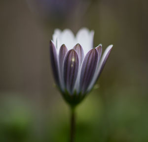 Close-up of lotus blooming outdoors