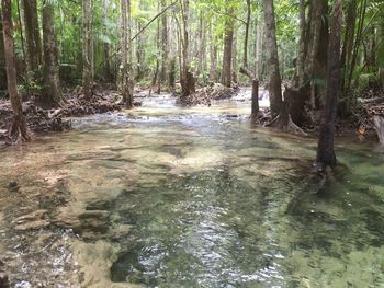 Stream flowing through forest