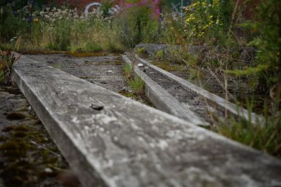 Close-up of grass by trees