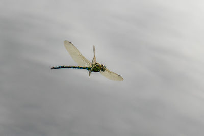 Close-up of grasshopper