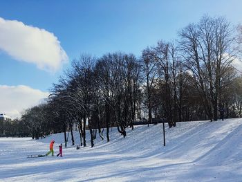 Trees against sky during winter