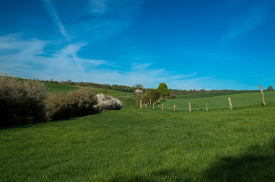 Scenic view of agricultural field against blue sky