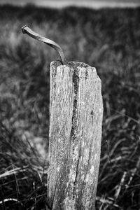 Close-up of tree stump