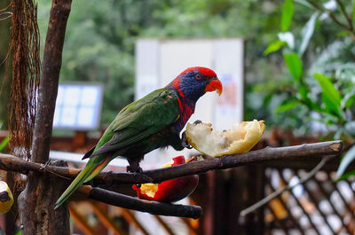 Bird perching on branch