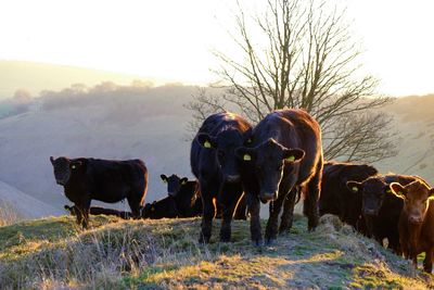 Cows grazing in a field