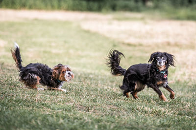 Running dogs