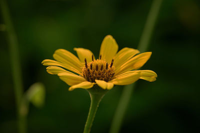 Close-up of yellow flower