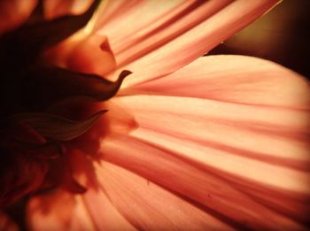 Close-up of pink flowers