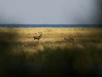 Deer on a field