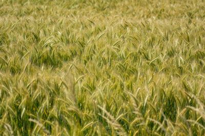 Full frame shot of crops on field