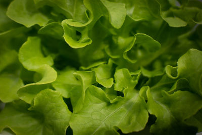 Full frame shot of green leaves