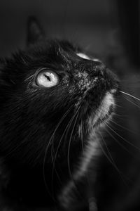 Close-up of cat