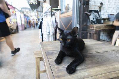 Portrait of black cat sitting on floor