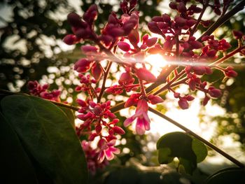 Low angle view of pink flowers on tree