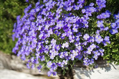 Close-up of purple flowering plants