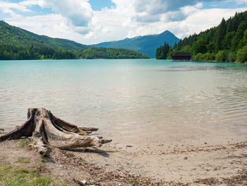 Alps lake walchensee. beach with dead tree stump, boathouse on opposite bank and herzogstand  peak