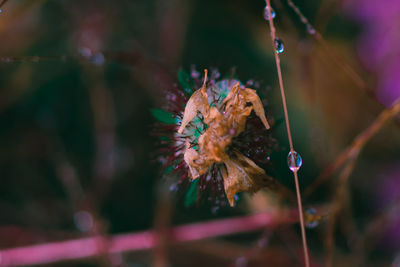 Close-up of wet flower on plant