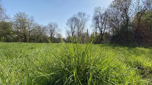 Scenic view of field against clear sky