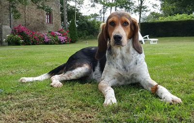 Dog relaxing on grassy field