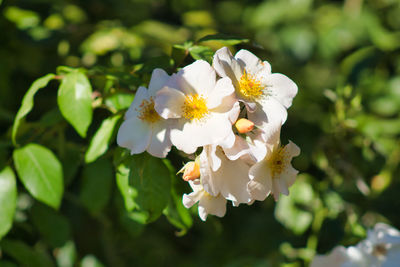 Close-up of white flowering plant