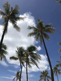 Low angle view of palm trees against sky