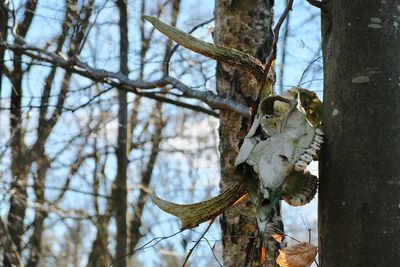 Low angle view of lizard on tree