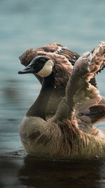 Close-up of a canada goose swimming in lake