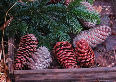 High angle view of pine cones 