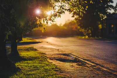 View of trees at sunset