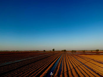 Scenic view of agricultural field against clear blue sky