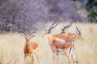 Impalas standing on field