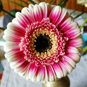 Close-up of pink daisy flower