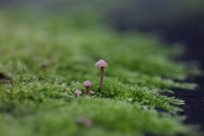 Close-up of mushroom growing on a tree stump