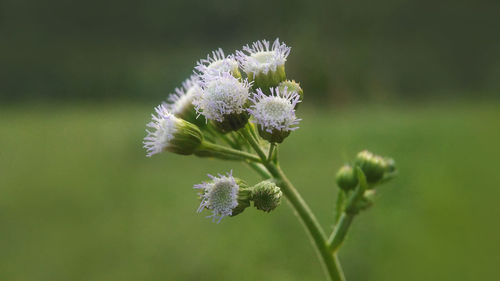 Close-up of thistle blooming outdoors