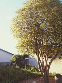 Tree against clear sky