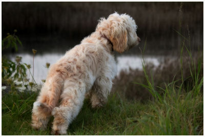 Dog on grass