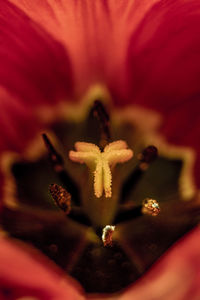 Close-up of red rose flower