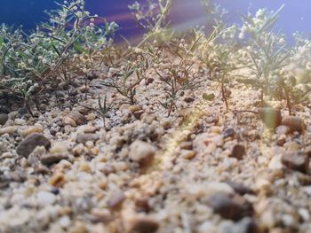 Close-up of pebbles on field