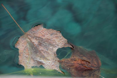 Close-up of crab in sea