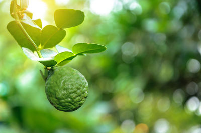 Citrus hystrix with green leaves in the garden, vegetable herbs a pharmaceutical ,kaffir lime