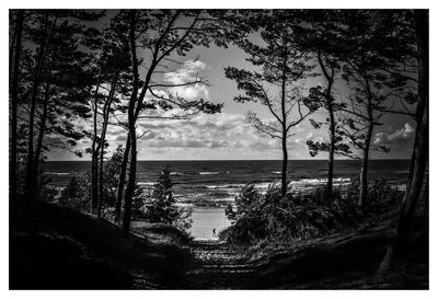 View of trees on beach