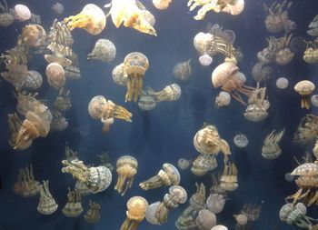 Jellyfish swimming undersea